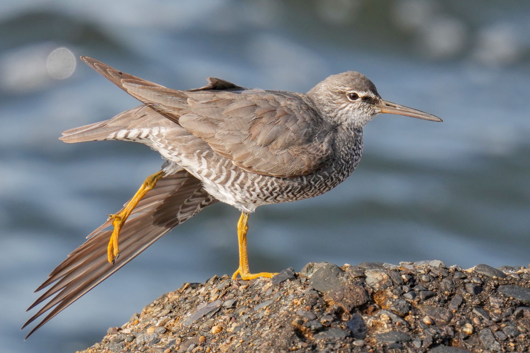 Photo of Wandering Tattler at 日の出三番瀬沿い緑道 by アポちん