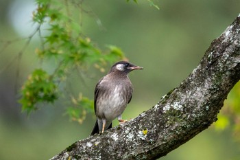 ムクドリ 京都府立植物園 2023年6月1日(木)