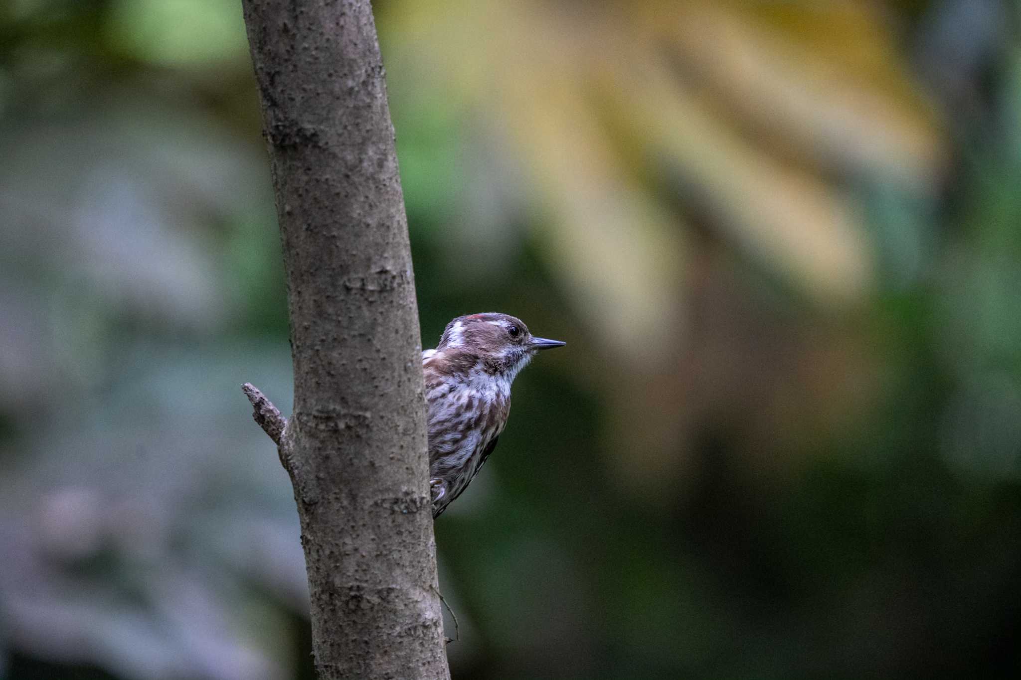 京都府立植物園 コゲラの写真