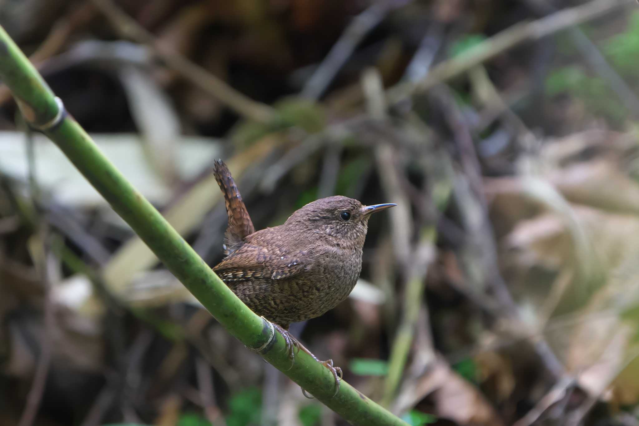 Eurasian Wren