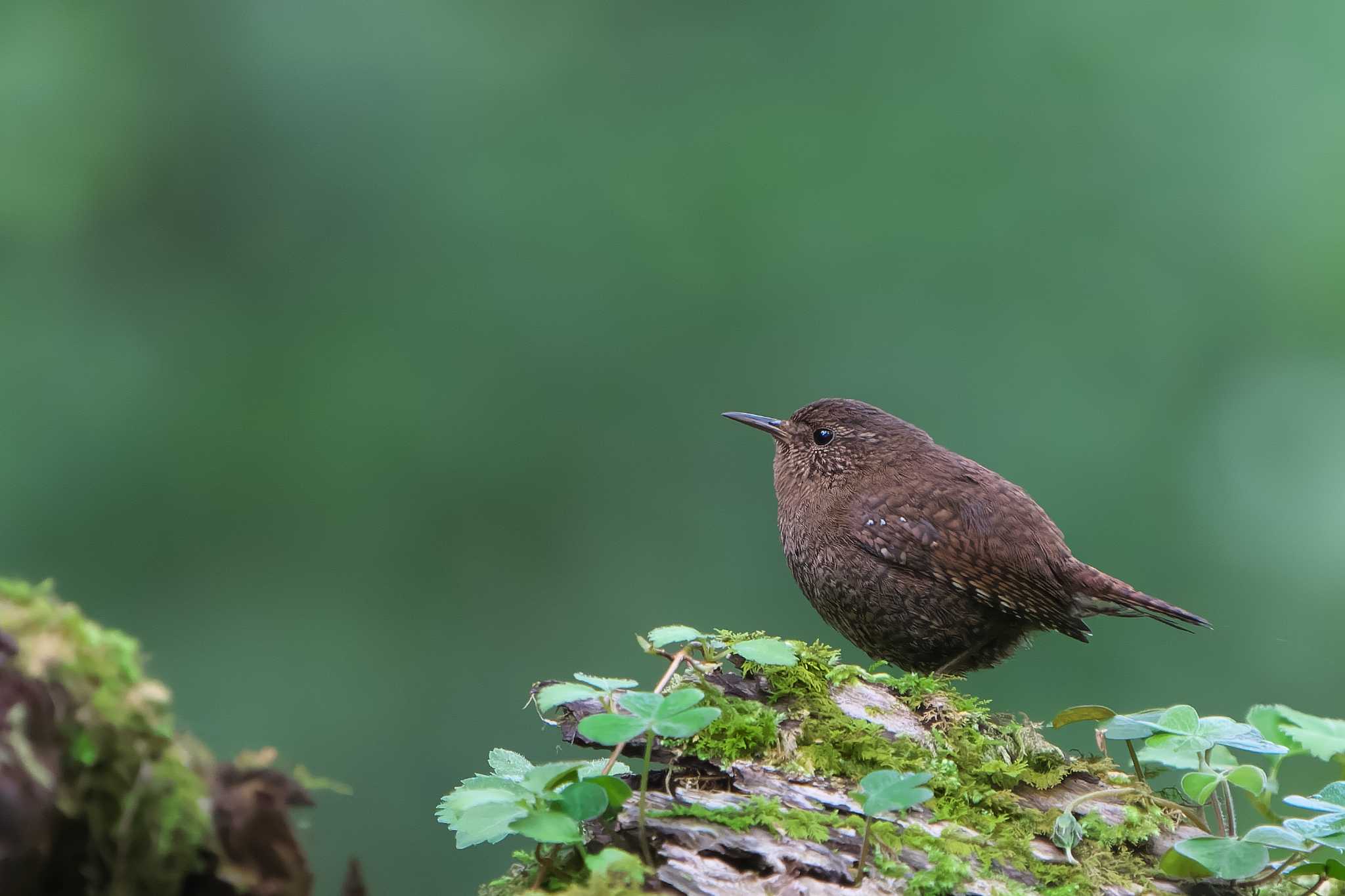 Photo of Eurasian Wren at 岡山県 西粟倉村 by 禽好き