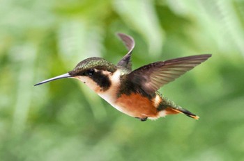 White-bellied Woodstar Mindo(Ecuador) Unknown Date