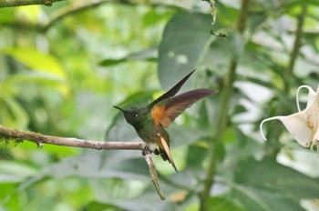 クロモモワタアシハチドリ Mindo(Ecuador) 撮影日未設定