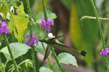 White-booted Racket-tail Mindo(Ecuador) Unknown Date