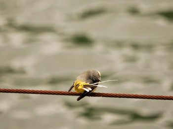 Grey Wagtail 埼玉県毛呂山町 Thu, 6/1/2023