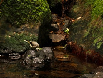 Grey Wagtail 埼玉県毛呂山町 Thu, 6/1/2023