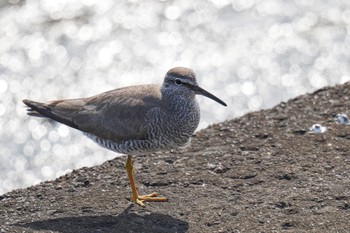 Wandering Tattler 日の出三番瀬沿い緑道 Sat, 5/27/2023