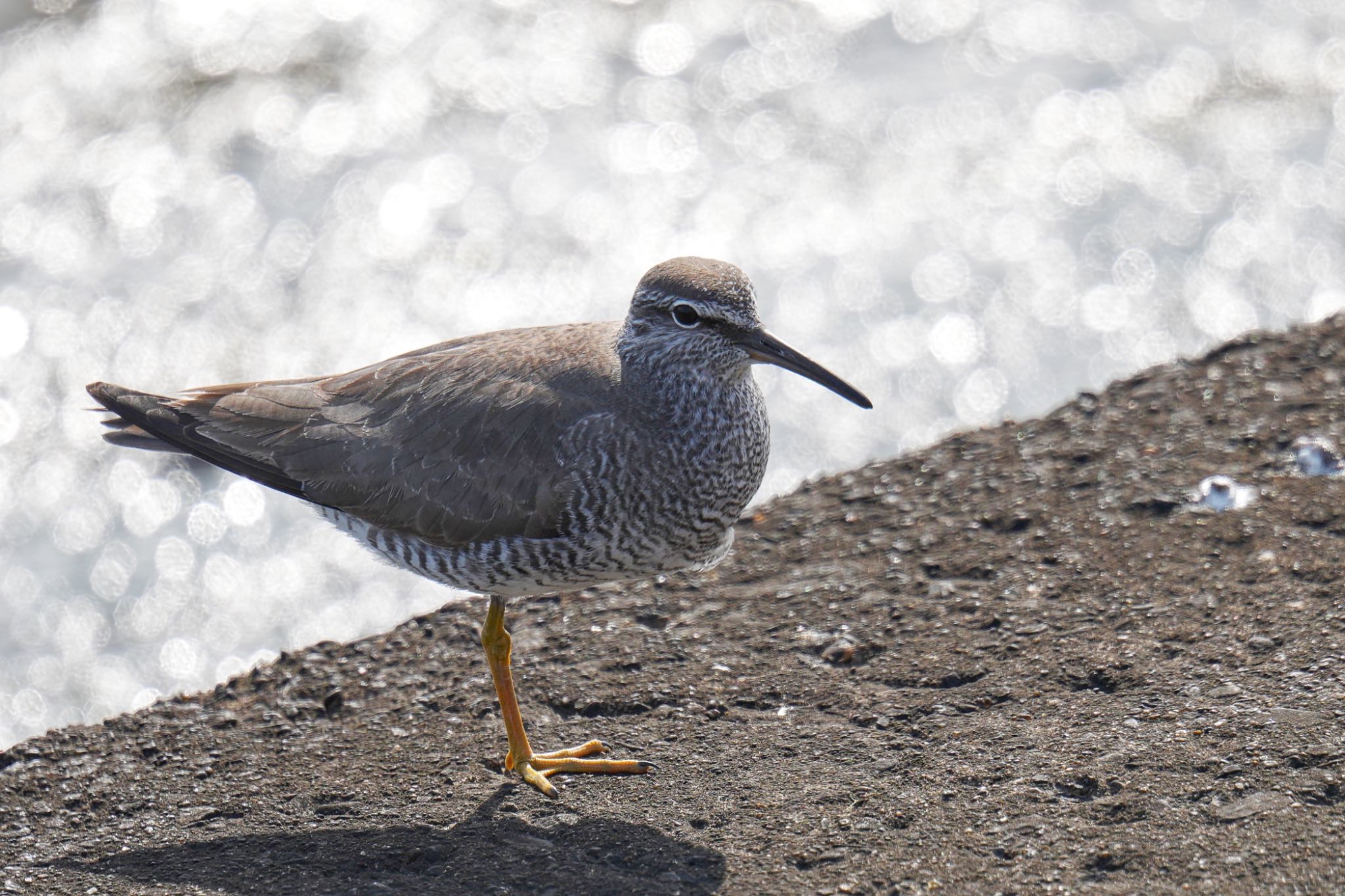 Wandering Tattler