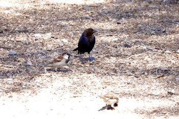 Brewer's Blackbird Henderson Bird Viewing Preserve Tue, 5/9/2023