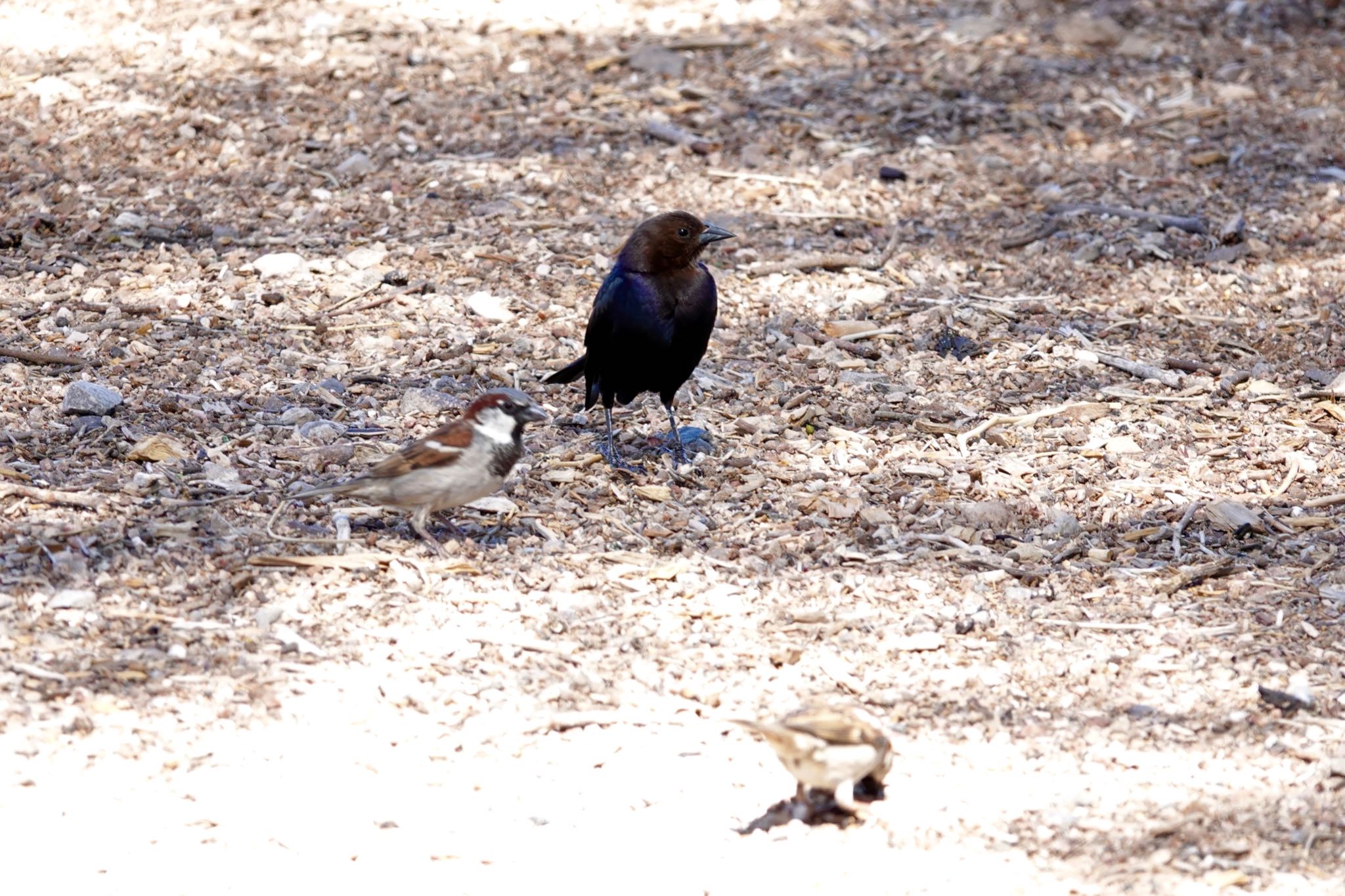 Henderson Bird Viewing Preserve テリムクドリモドキの写真 by speedgame