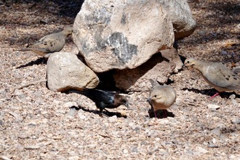 Brewer's Blackbird Henderson Bird Viewing Preserve Tue, 5/9/2023