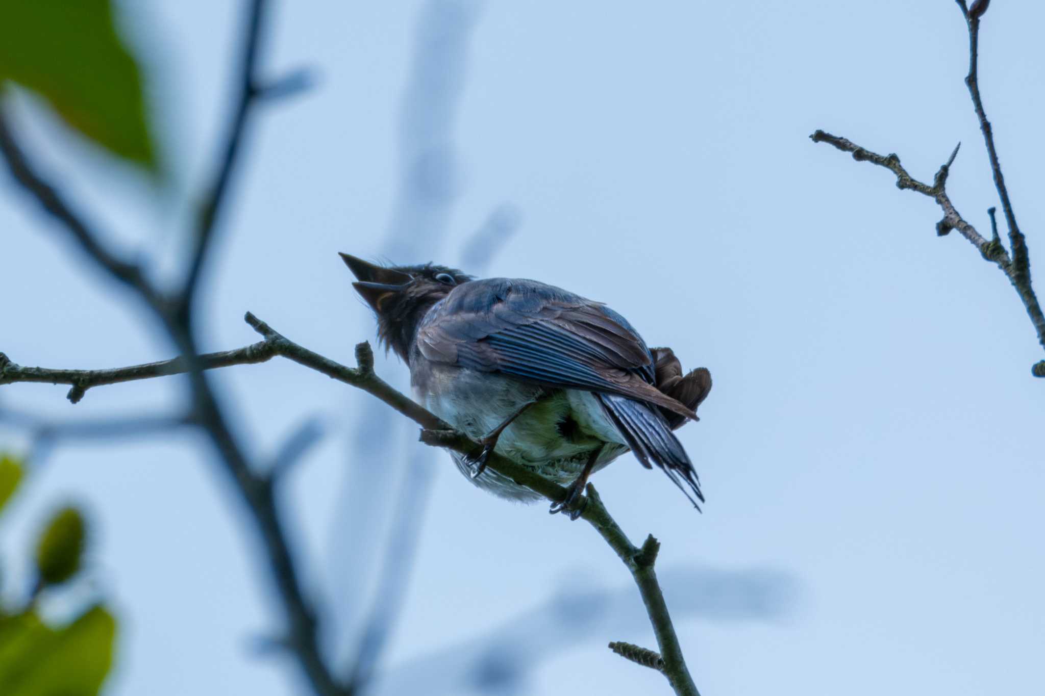 Photo of Blue-and-white Flycatcher at 尚仁沢湧水 by MNB EBSW