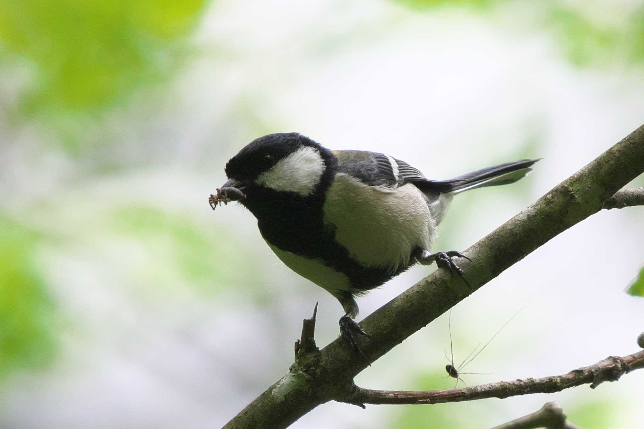 Photo of Japanese Tit at 富士山自然休養林 by Y. Watanabe