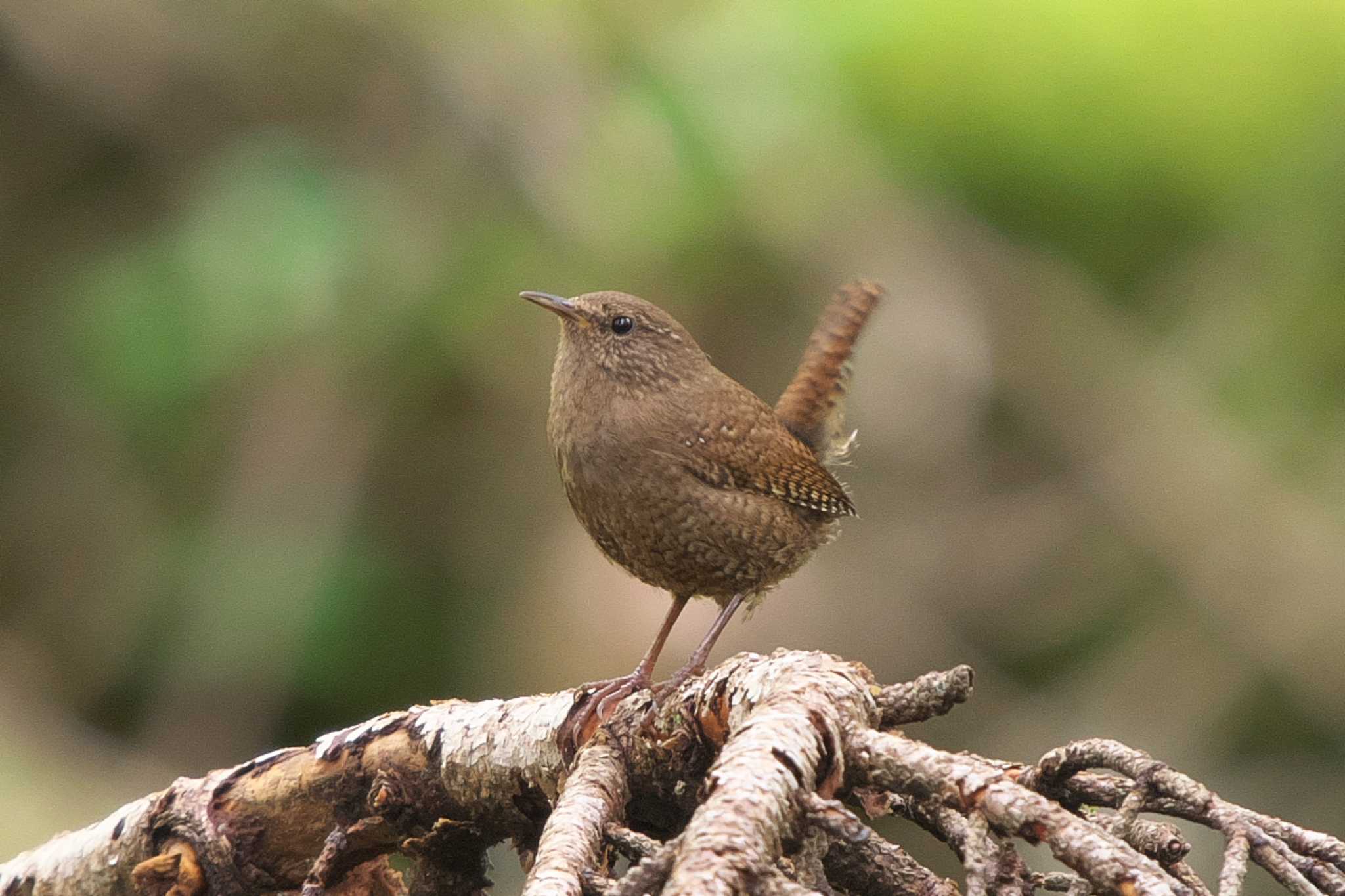 Photo of Eurasian Wren at 富士山自然休養林 by Y. Watanabe