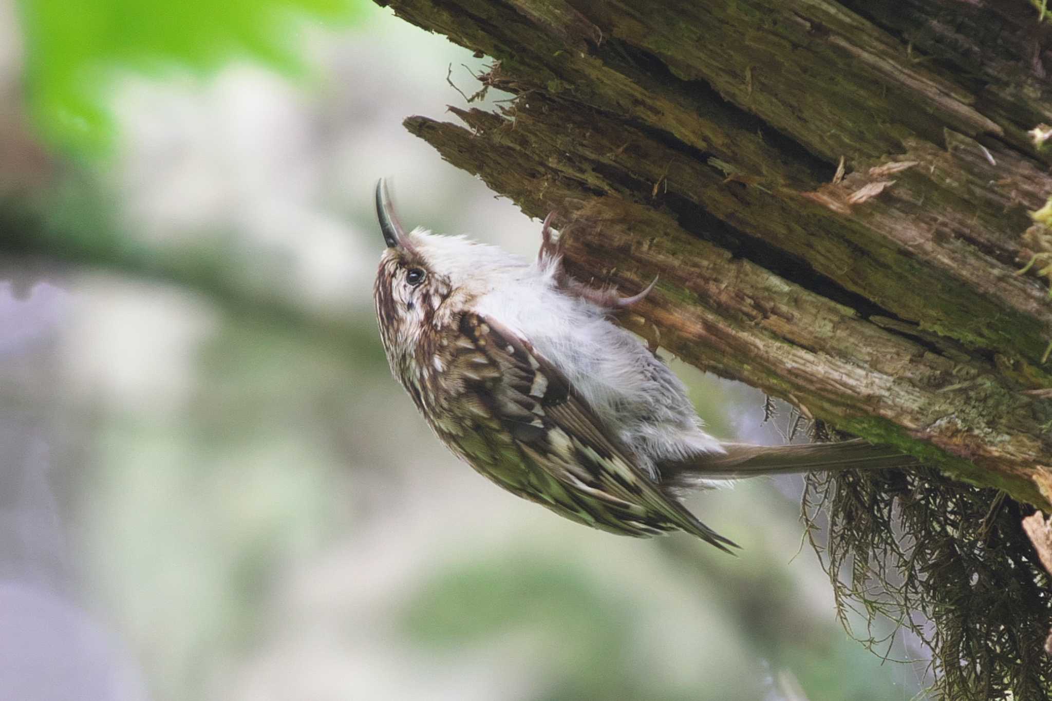 Photo of Eurasian Treecreeper at 富士山自然休養林 by Y. Watanabe