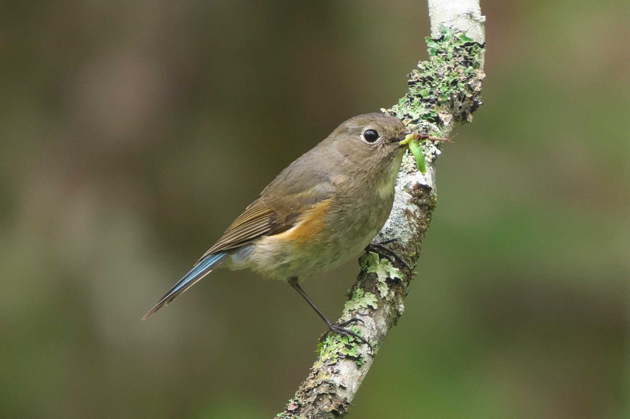 Photo of Red-flanked Bluetail at 富士山自然休養林 by Y. Watanabe