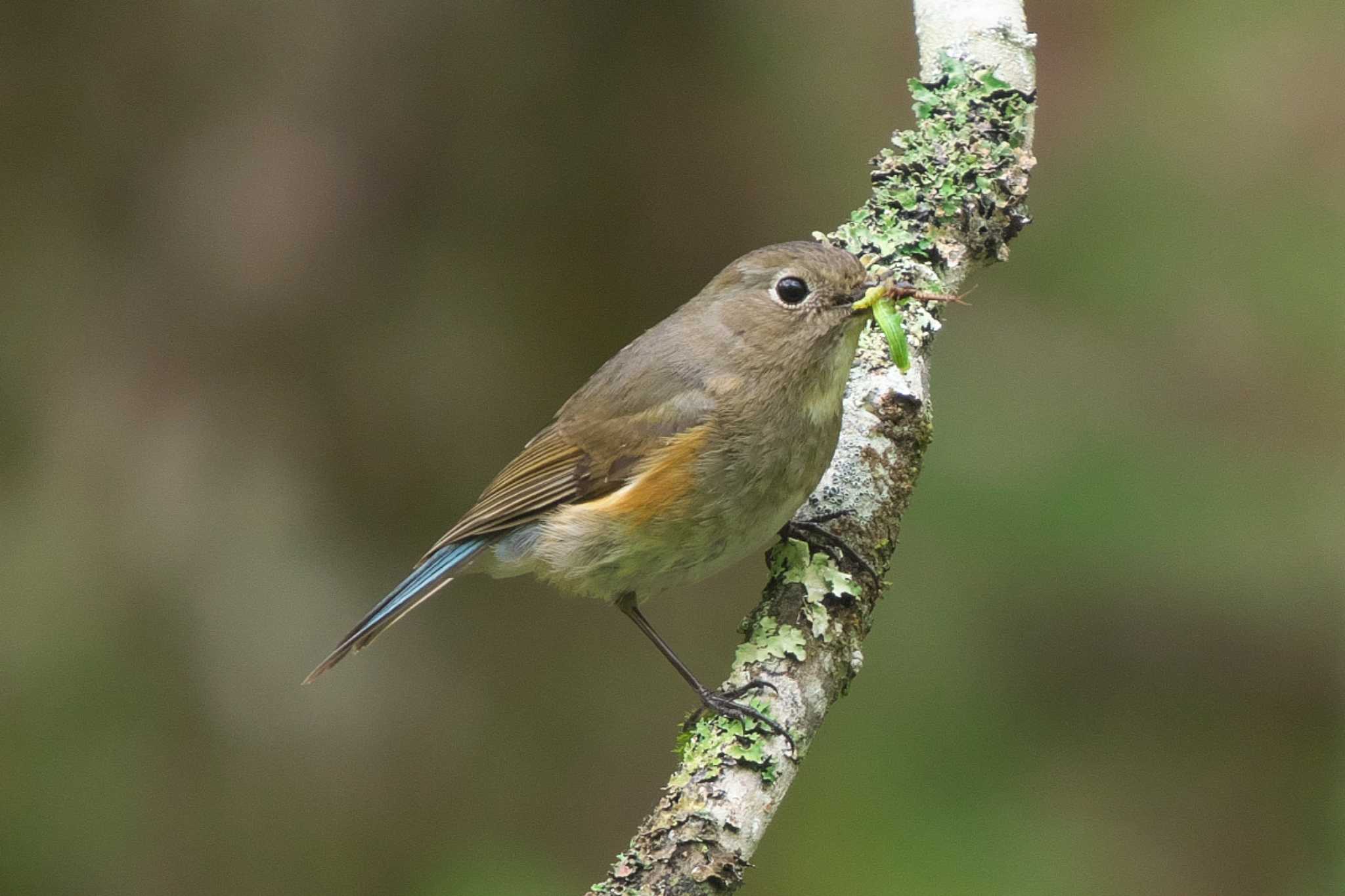 Red-flanked Bluetail