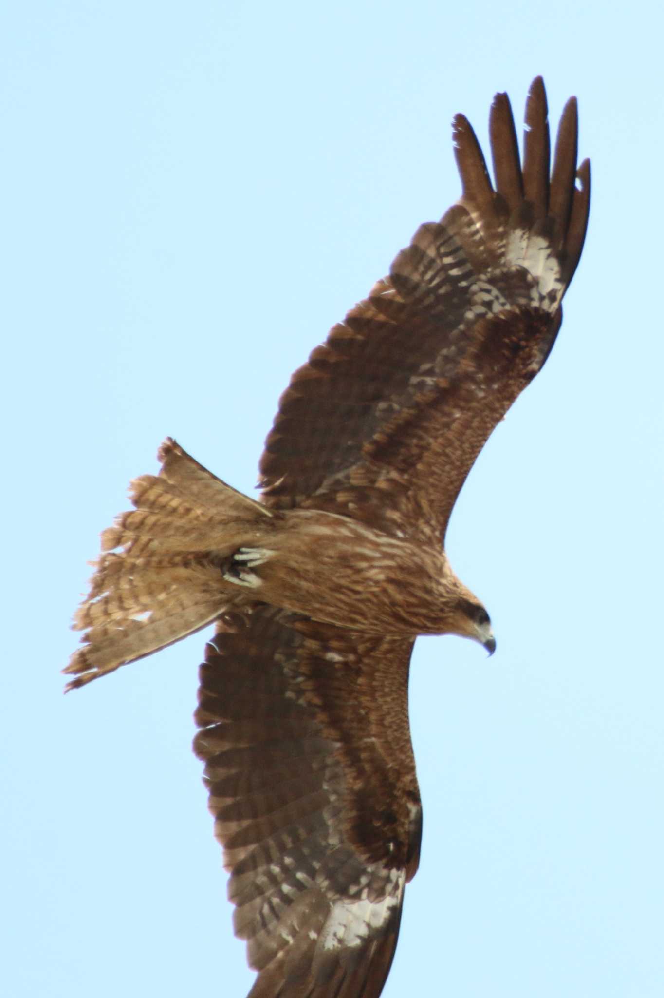 Photo of Black Kite at 茨城空港 by 走りやもどき