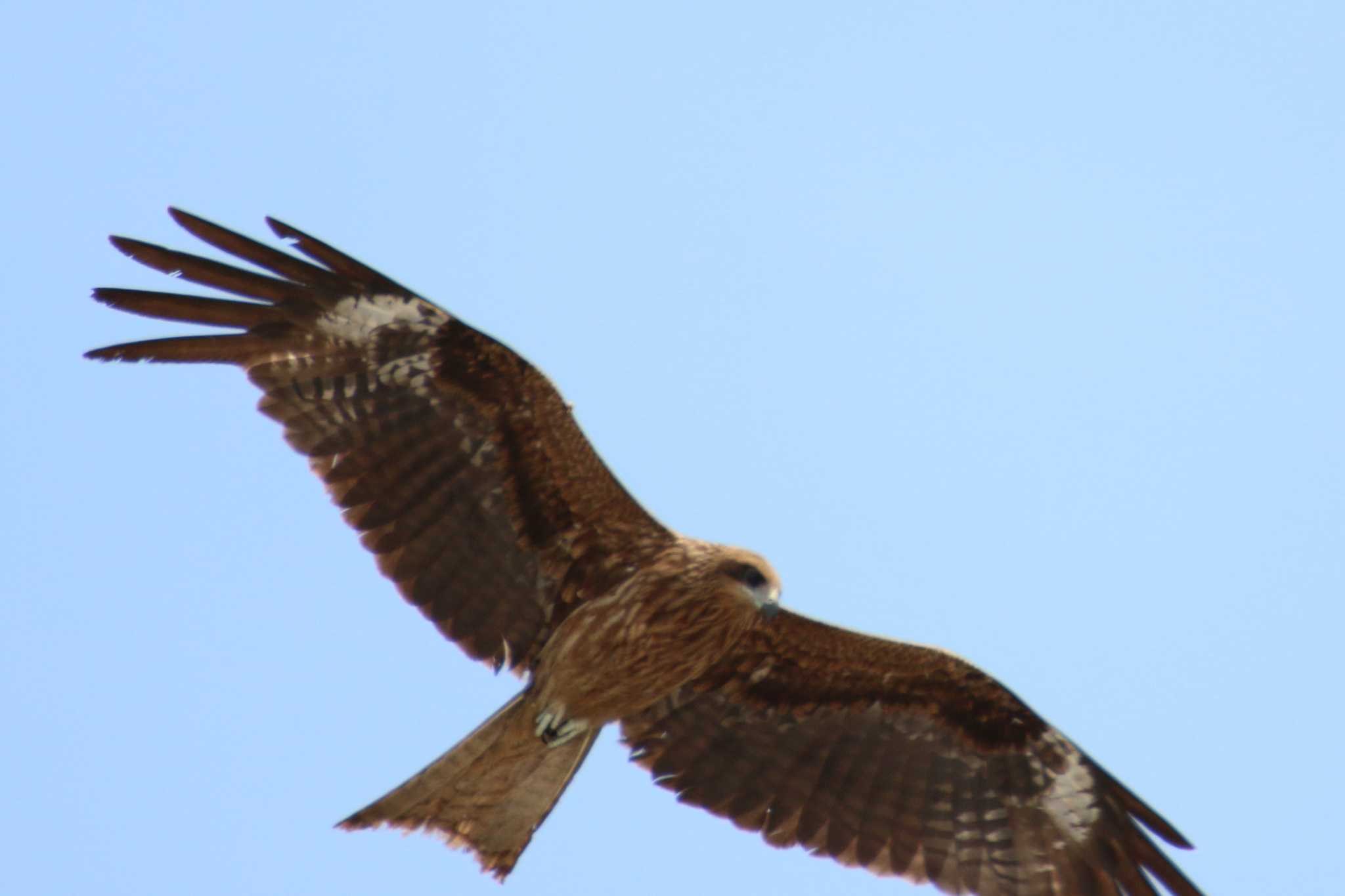 Photo of Black Kite at 茨城空港 by 走りやもどき