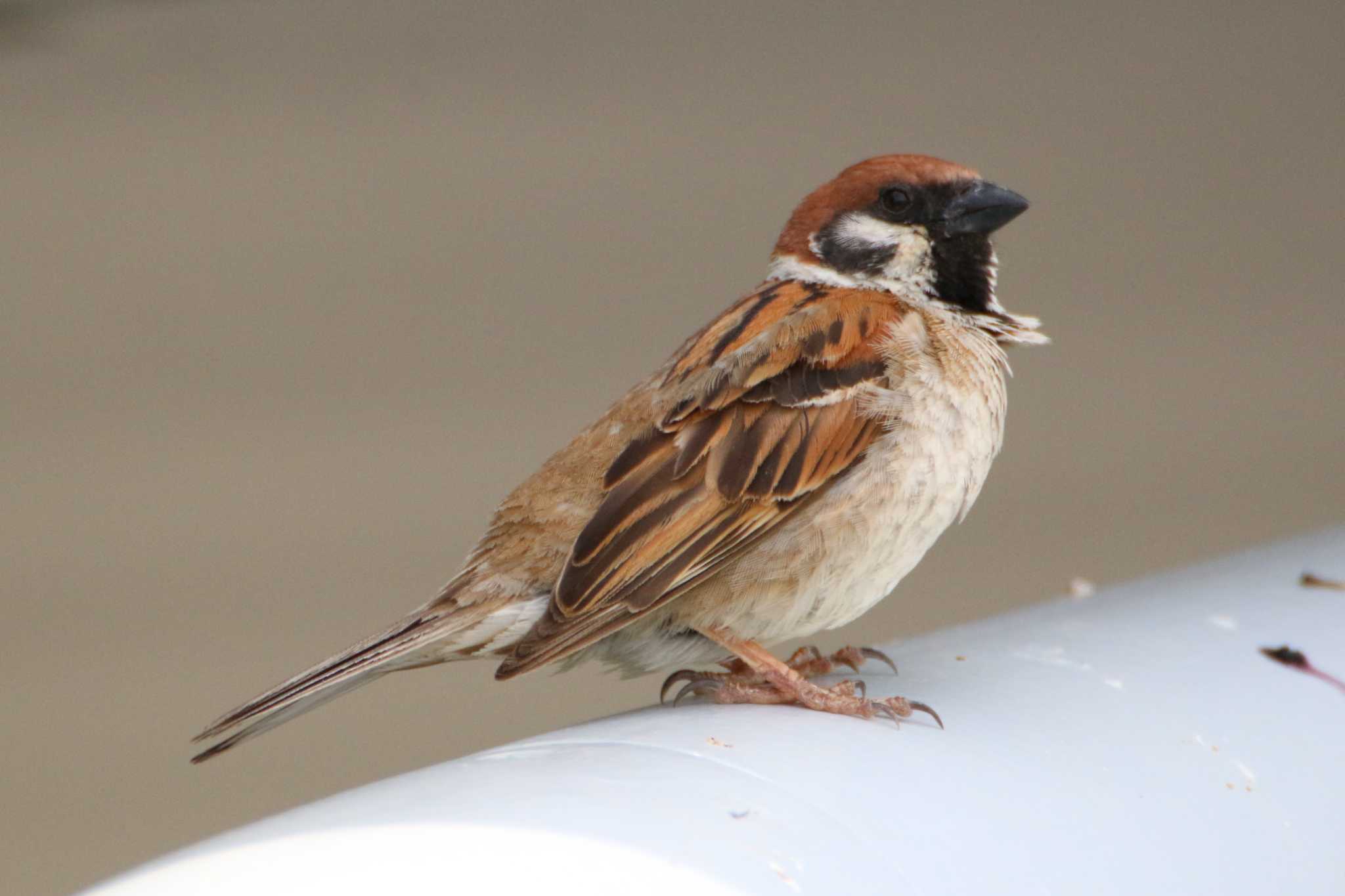 Photo of Eurasian Tree Sparrow at 茨城空港 by 走りやもどき