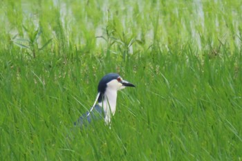 Black-crowned Night Heron 浮島ヶ原 Thu, 6/1/2023