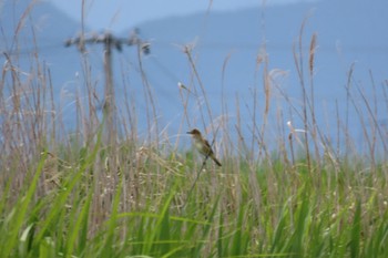 Oriental Reed Warbler 浮島ヶ原 Thu, 6/1/2023