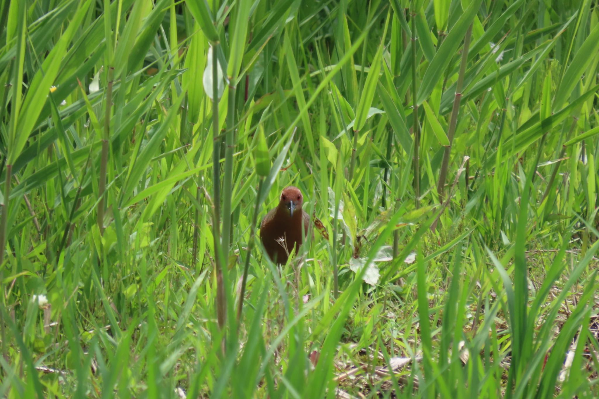 Photo of Ruddy-breasted Crake at 浮島ヶ原 by km