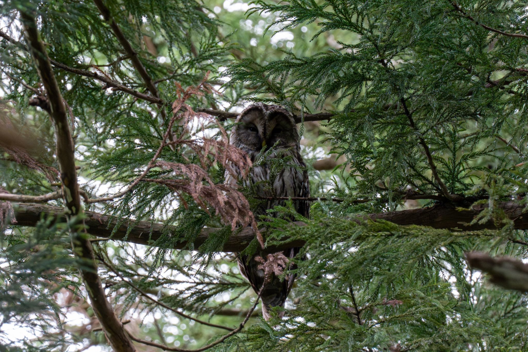 眼目山立山寺 フクロウの写真 by Kenji.K