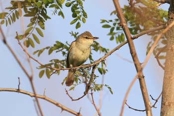 Oriental Reed Warbler 北海道　函館市　函館空港 Thu, 6/1/2023