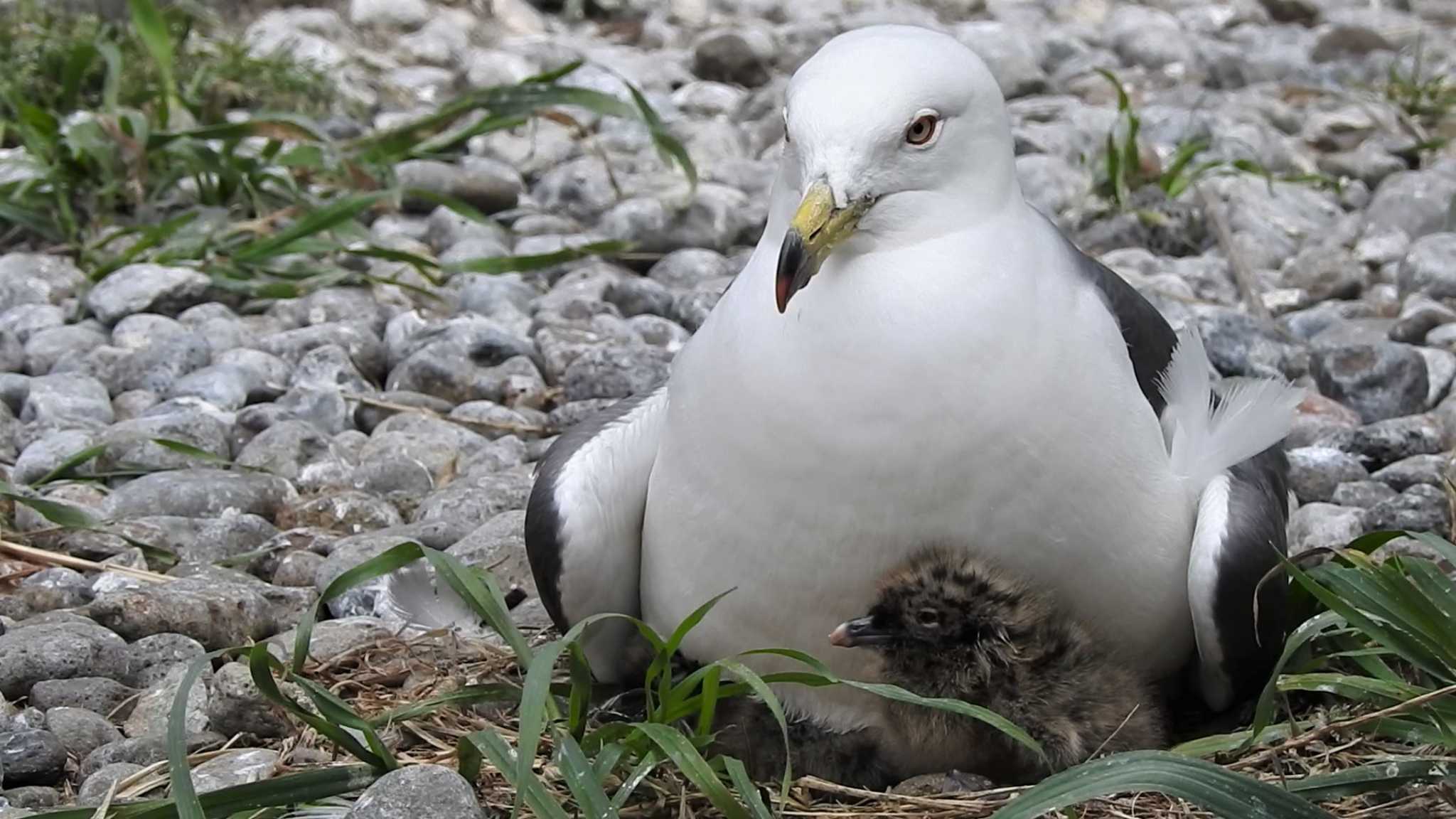 Black-tailed Gull