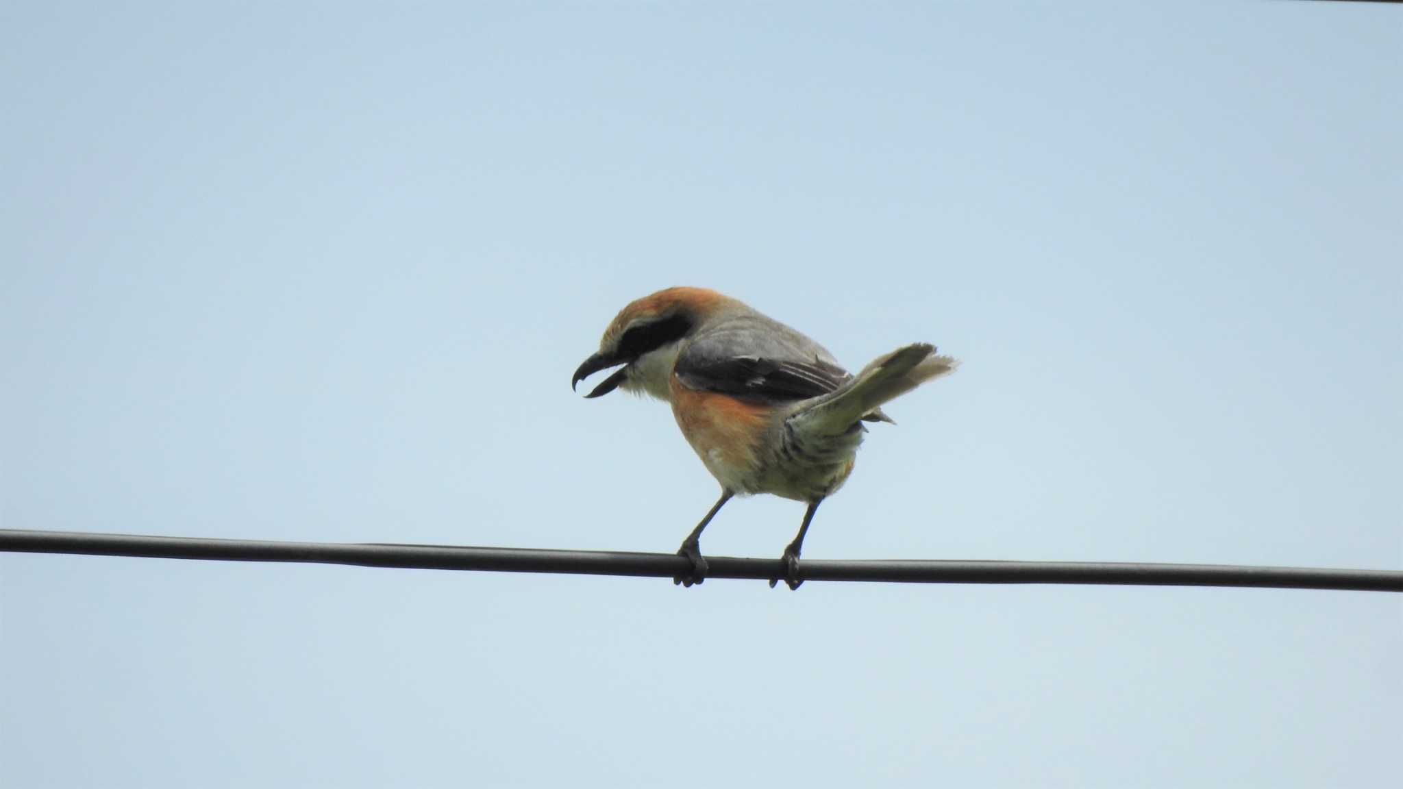 Photo of Bull-headed Shrike at 蕪島(青森県) by 緑の風