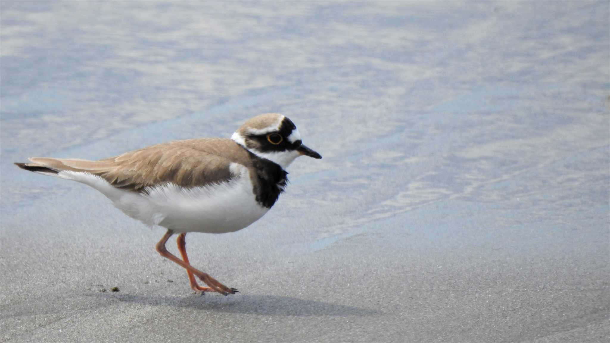 Photo of Little Ringed Plover at 蕪島(青森県) by 緑の風