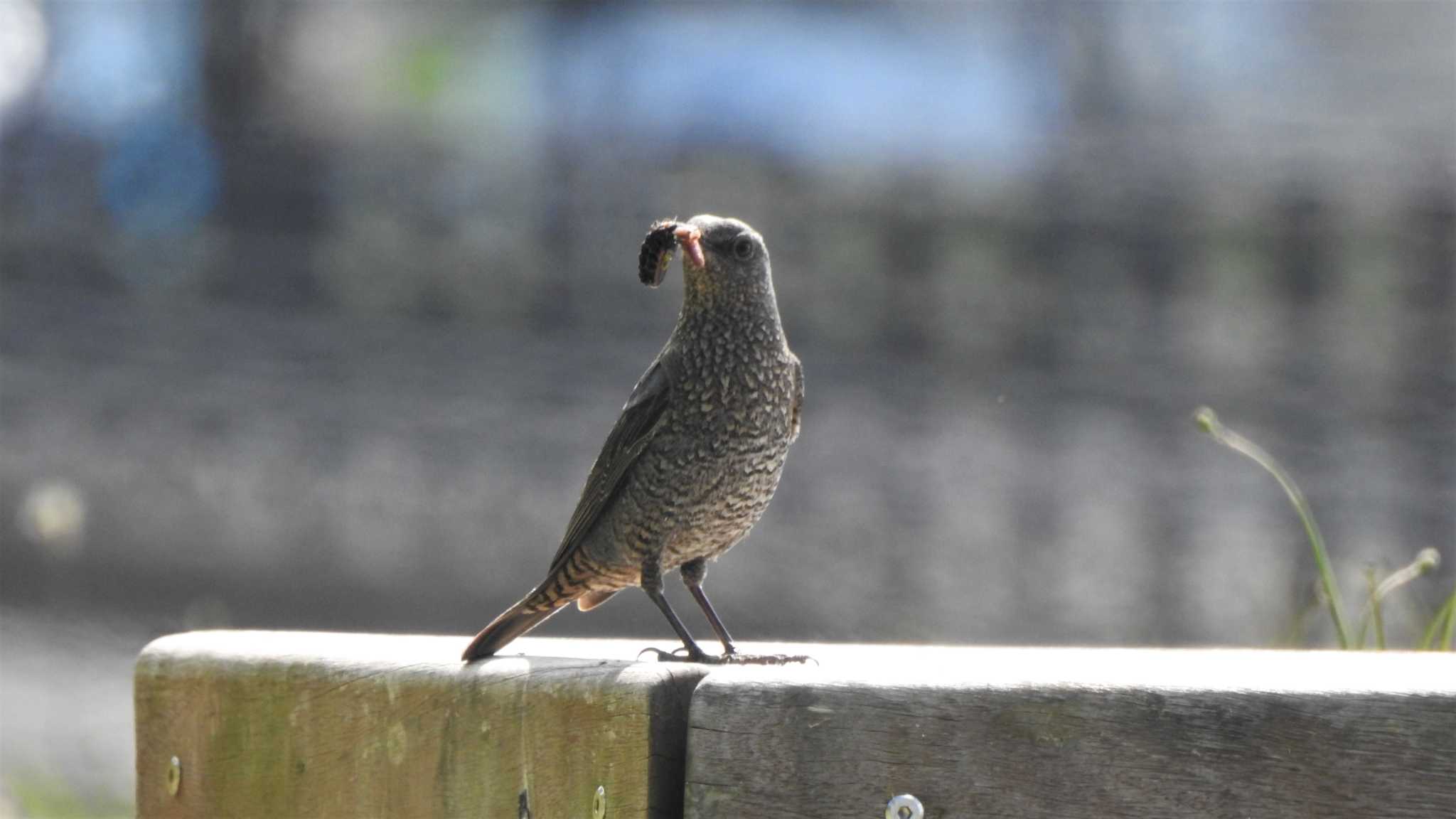 Blue Rock Thrush