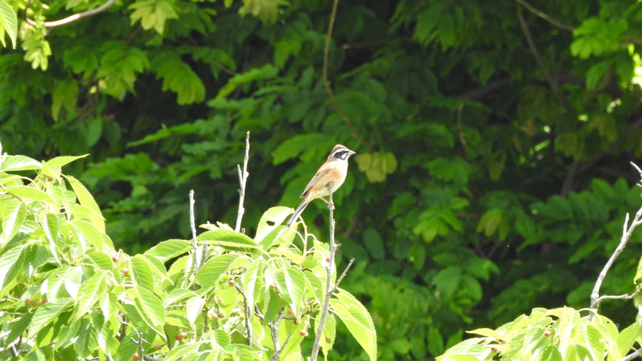 Photo of Meadow Bunting at 蕪島(青森県) by 緑の風