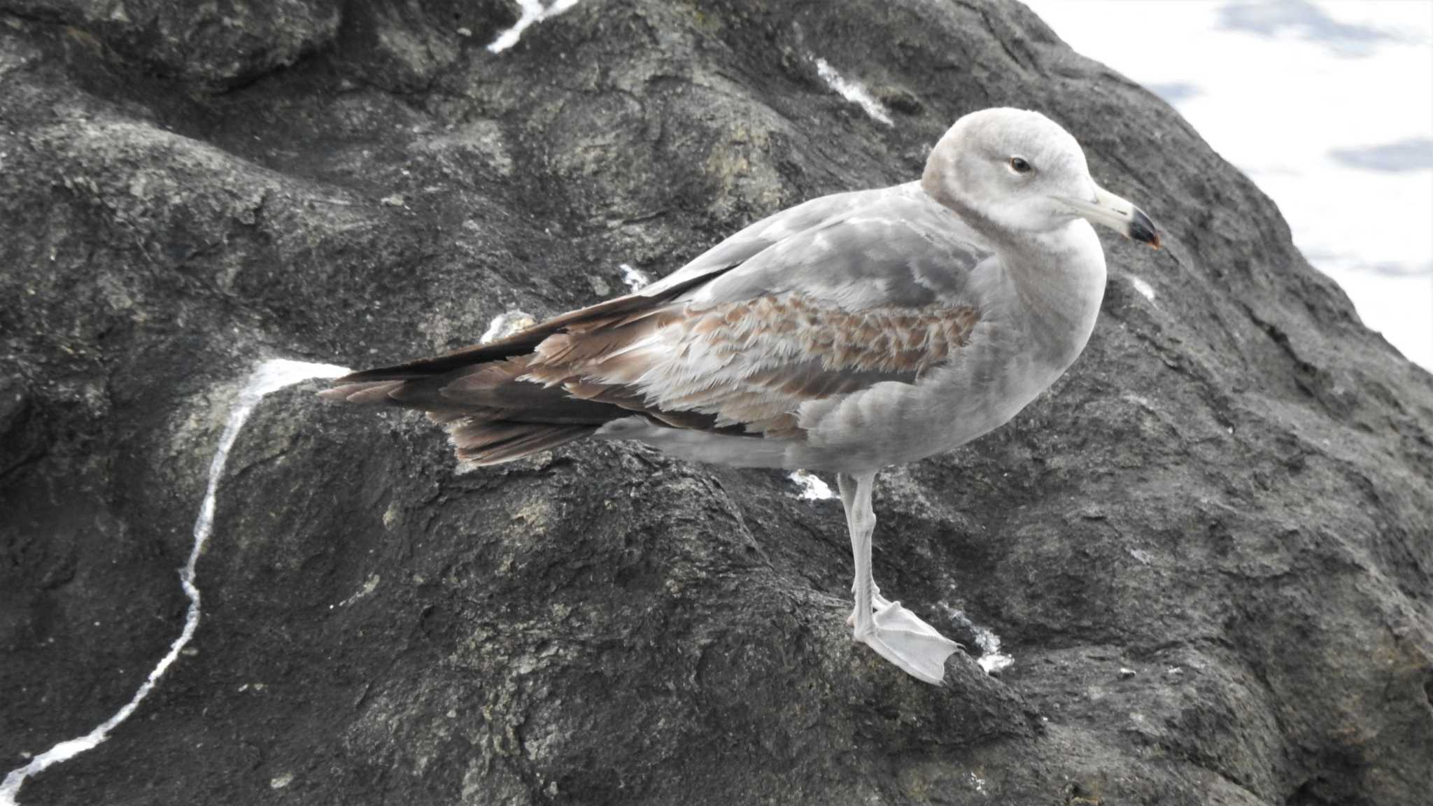 Black-tailed Gull