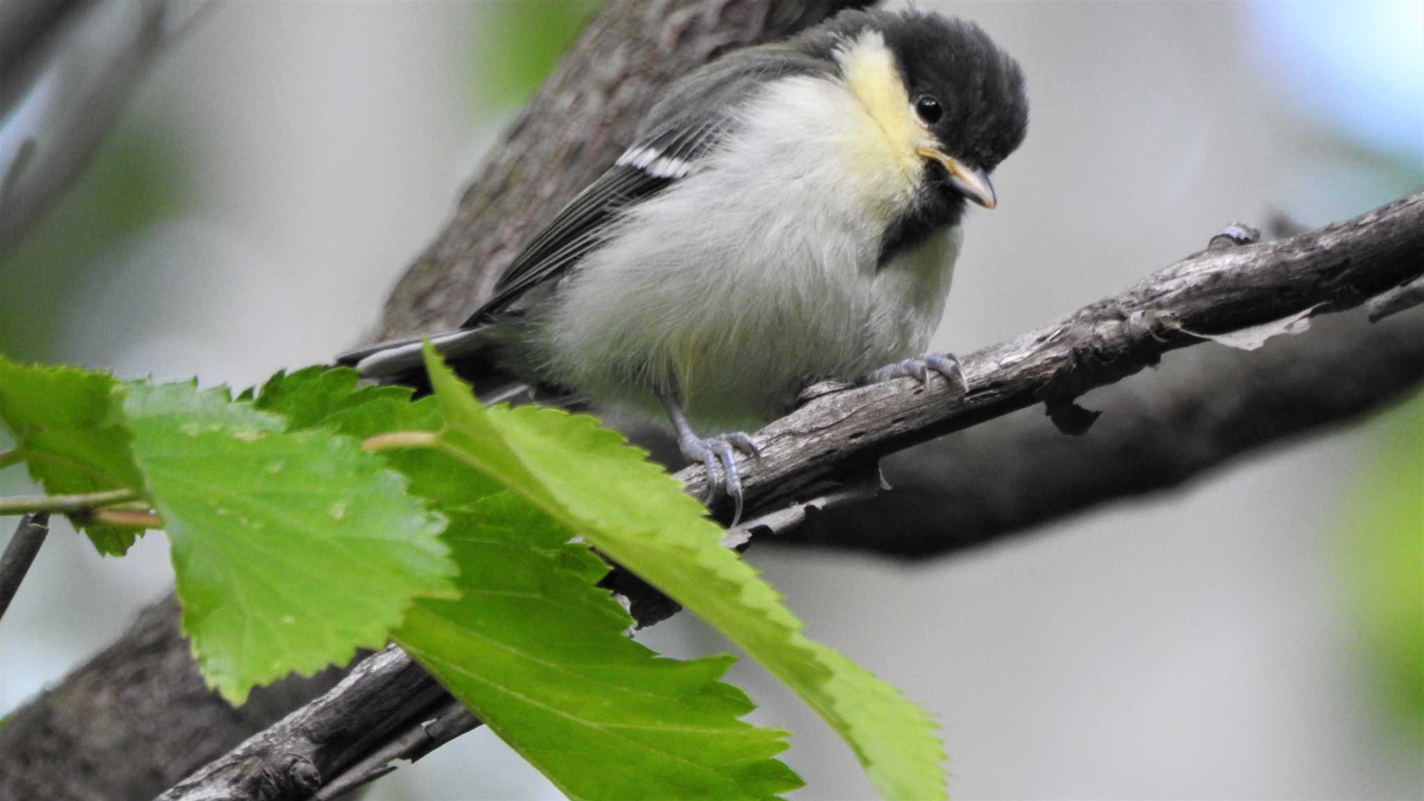 Japanese Tit