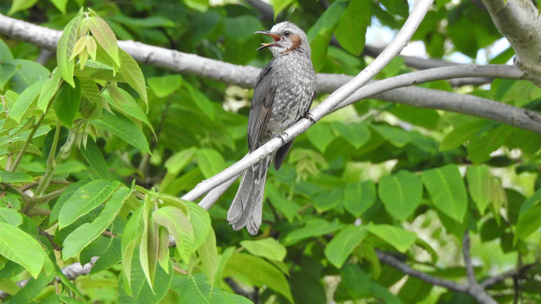 Photo of Brown-eared Bulbul at 蕪島(青森県) by 緑の風