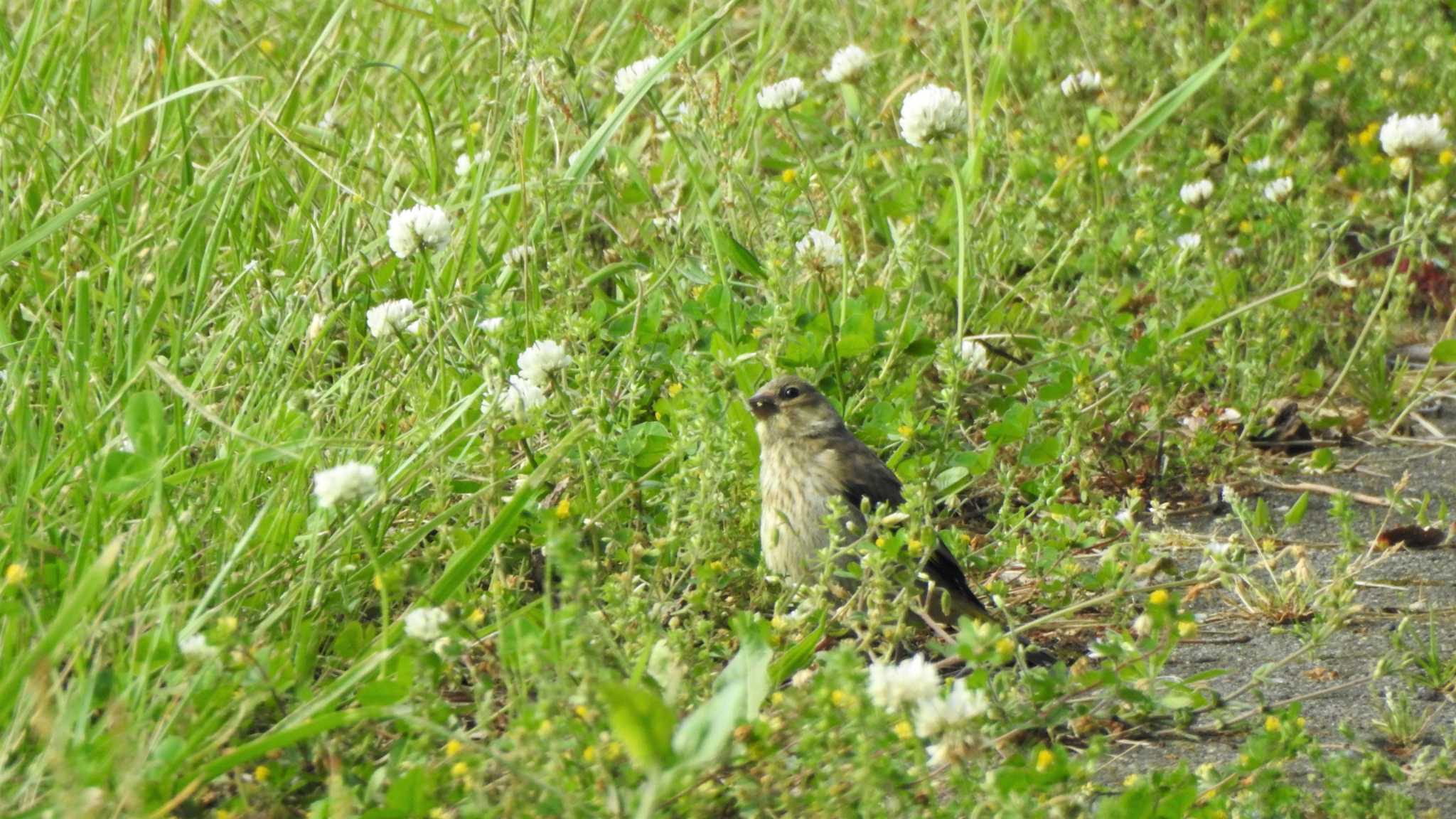 Grey-capped Greenfinch