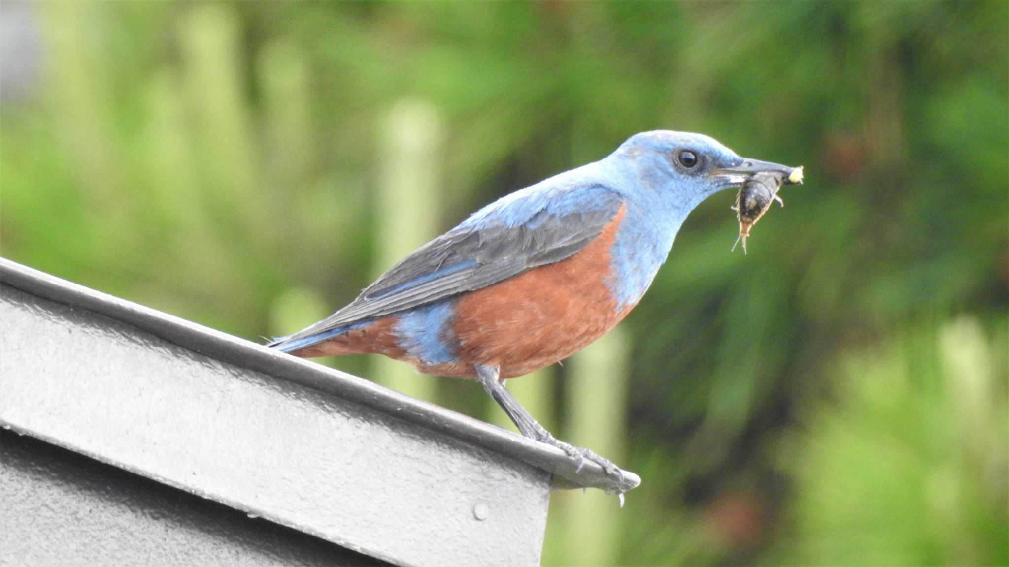 Photo of Blue Rock Thrush at 蕪島(青森県) by 緑の風