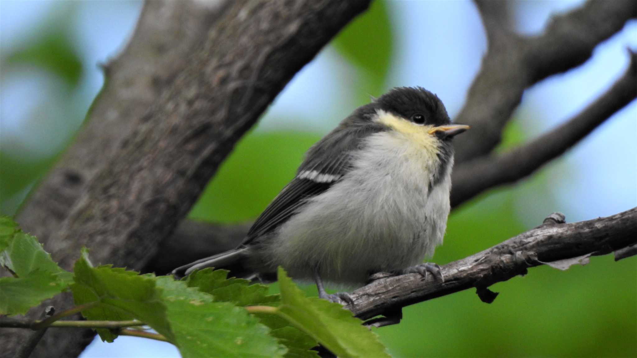 Japanese Tit