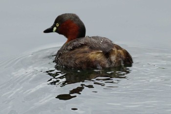 Little Grebe 江津湖 Thu, 5/25/2023