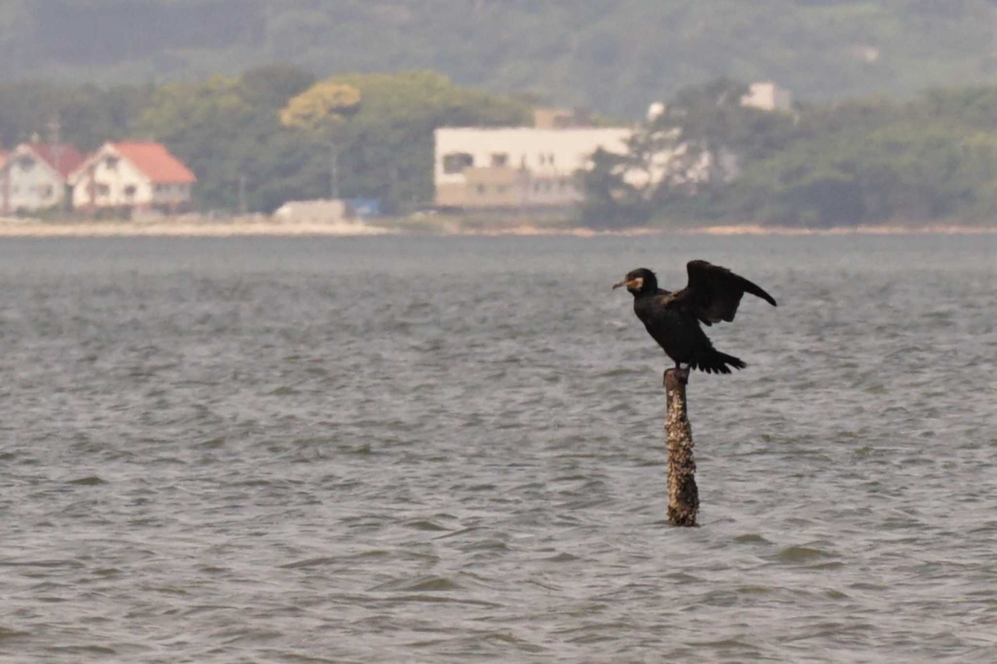 Photo of Great Cormorant at 福岡市東区 by Joh