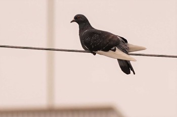 Rock Dove 福岡市東区 Fri, 5/26/2023