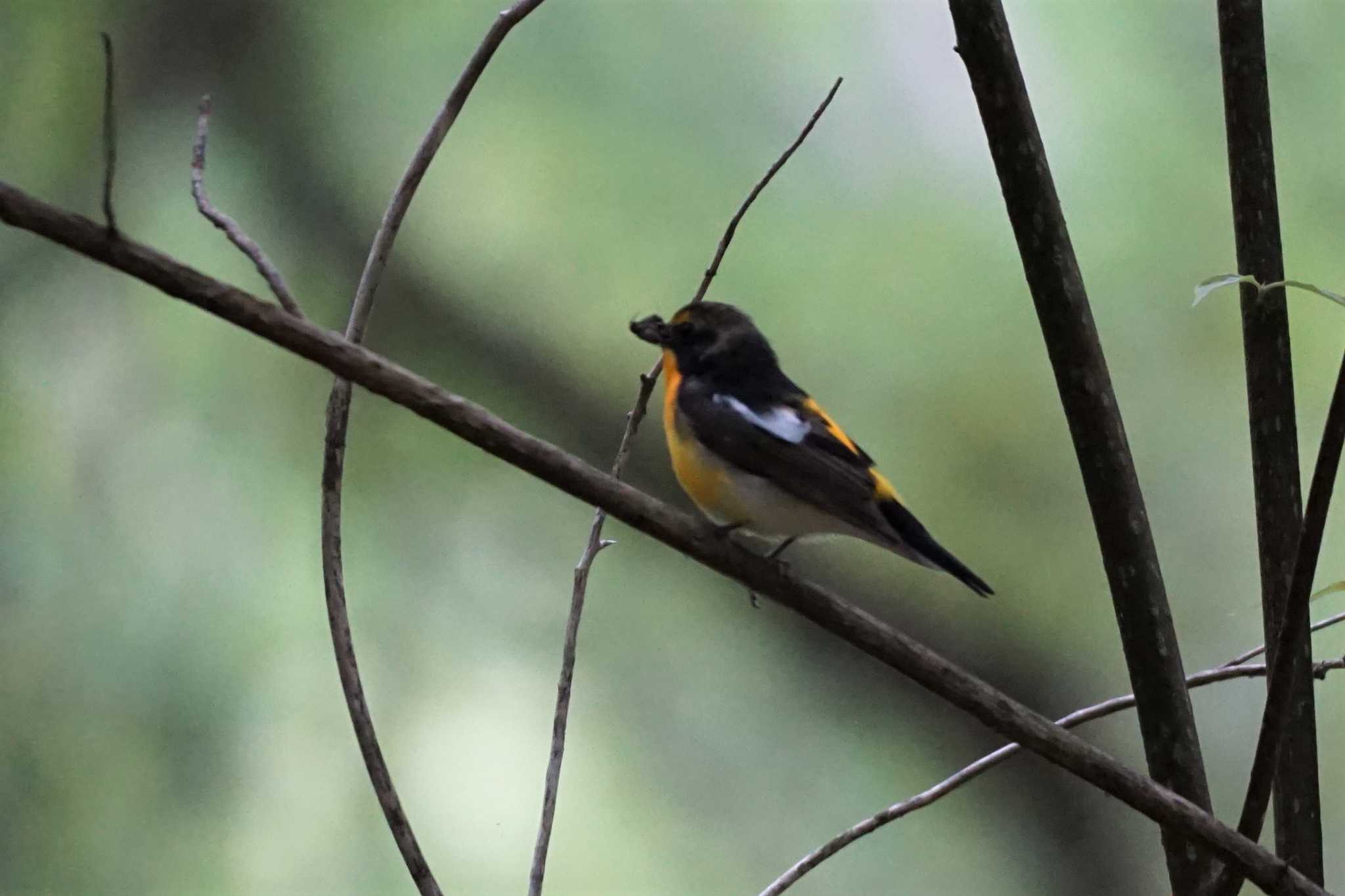 Narcissus Flycatcher