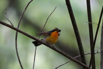 Narcissus Flycatcher 南阿蘇ビジターセンター Sun, 5/28/2023