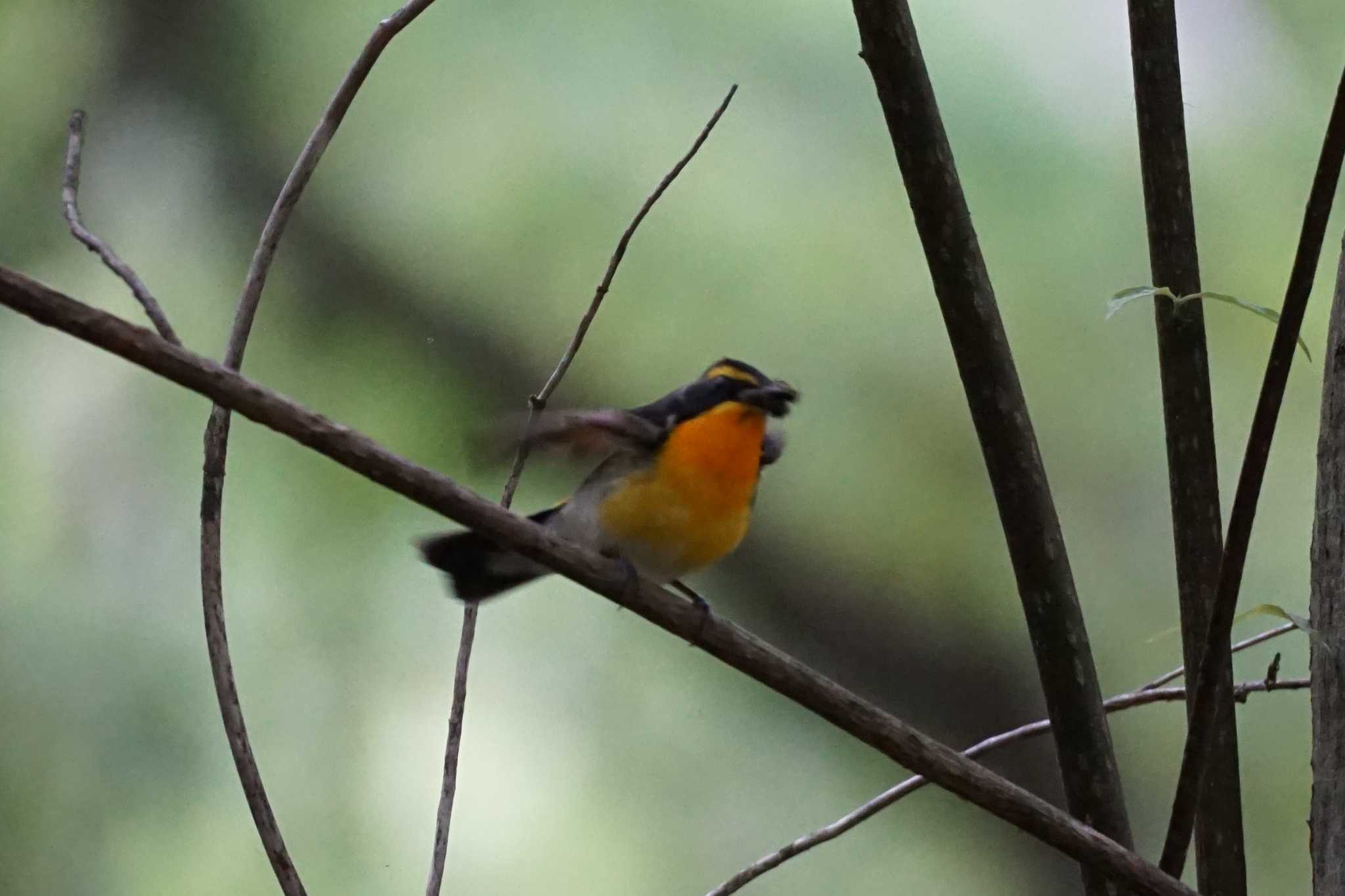 Narcissus Flycatcher