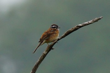 Sun, 5/28/2023 Birding report at 南阿蘇ビジターセンター