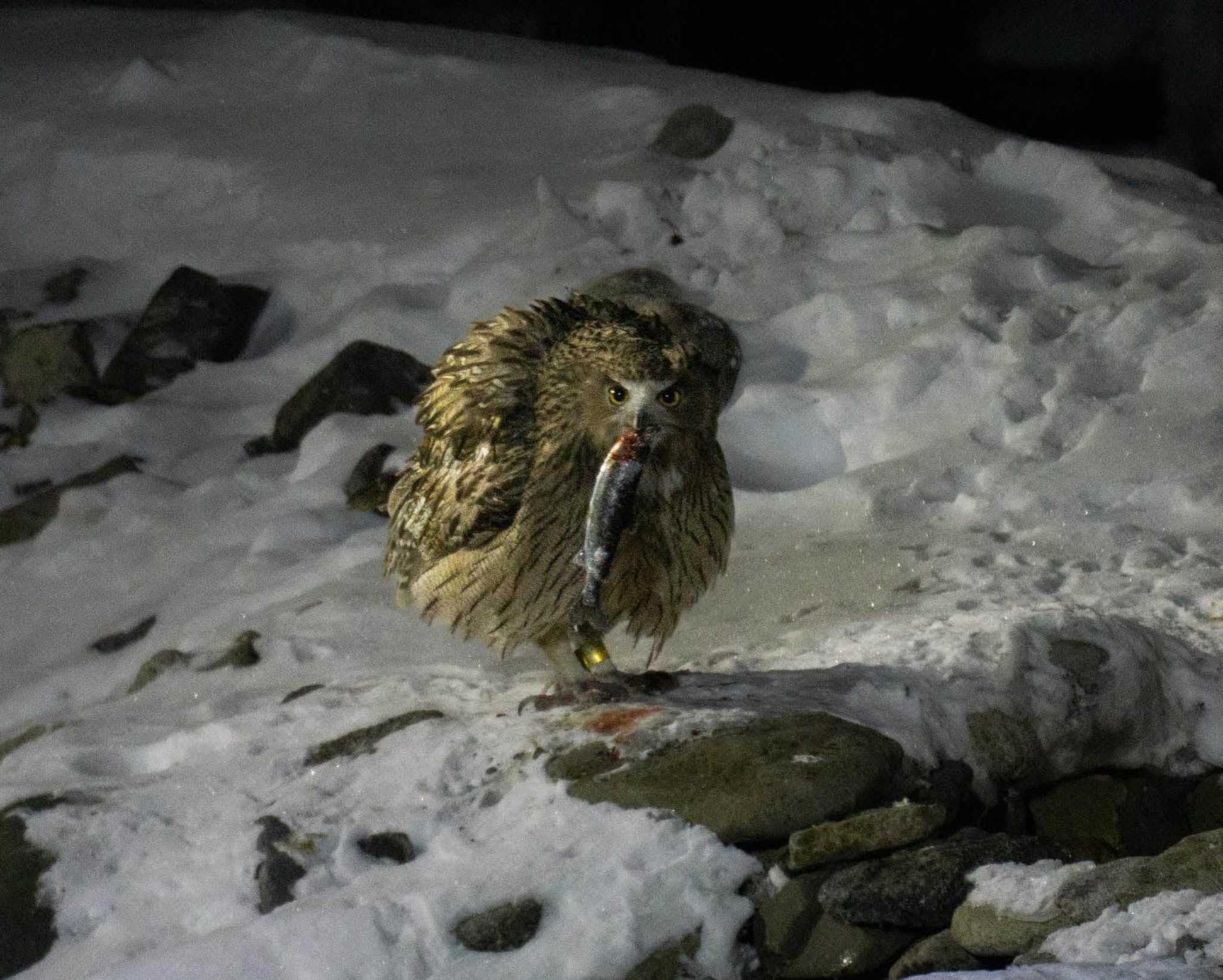 Blakiston's Fish Owl