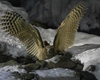 Thu, 2/17/2022 Birding report at 民宿 鷲の宿(羅臼)