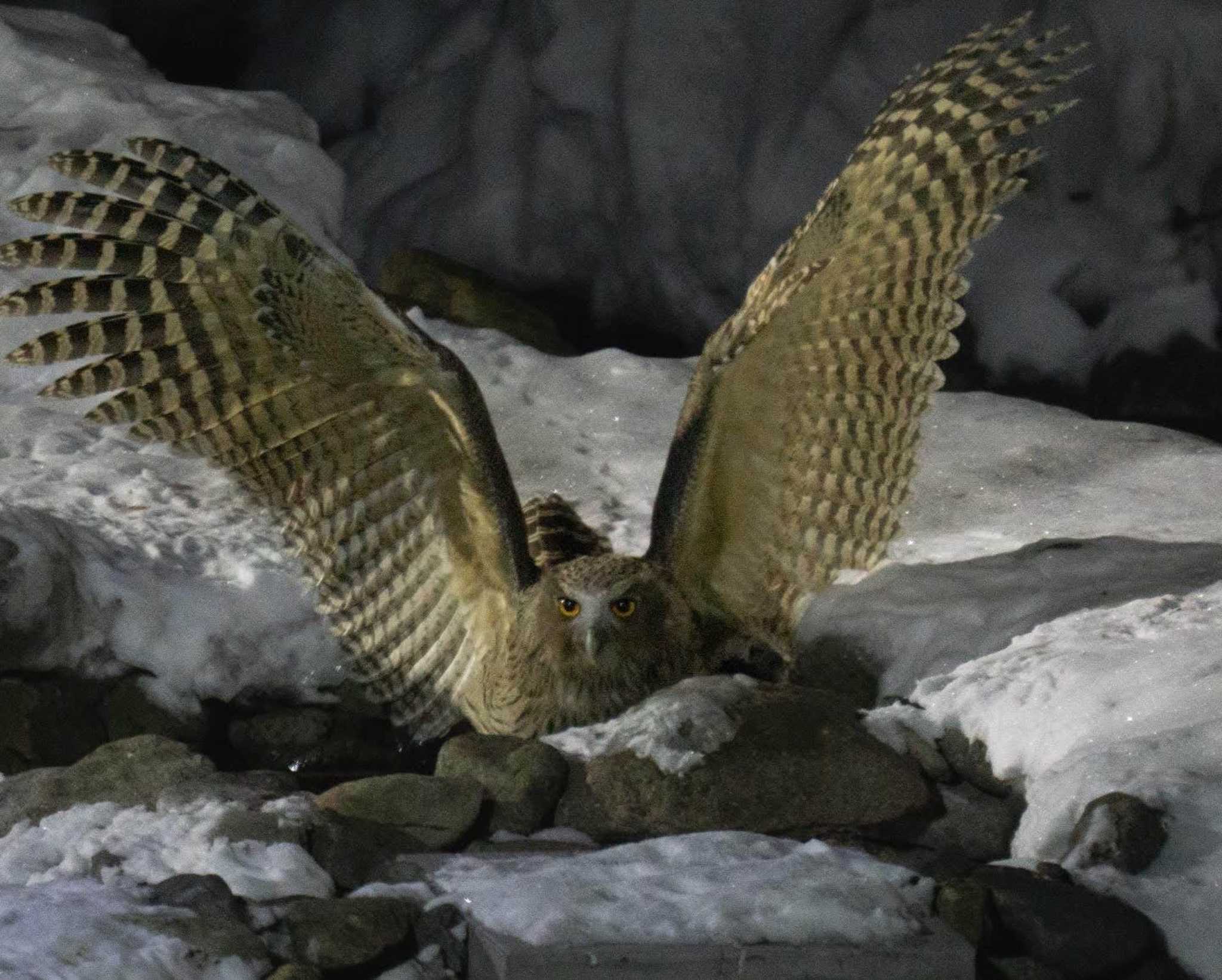 Blakiston's Fish Owl